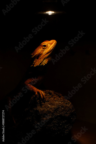 Quadro em tela Dark mood photo of Bearded Dragon Red Hypo basking on rock under uva uvb lamp