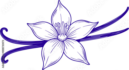 Vanilla Flower Line Art Illustration – Botanical Drawing of Vanilla Bean and Bloom Vector EPS