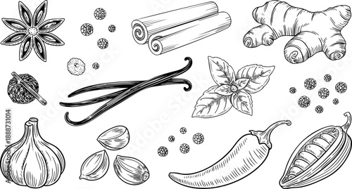 Spices and Herbs Hand Drawn Illustration – Cinnamon, Garlic, Ginger, and Vanilla Vector Art