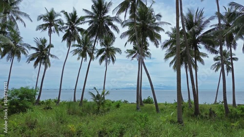 Wallpaper Mural Moving to sea and beach between coconut palm trees on tropical island, 4k Torontodigital.ca