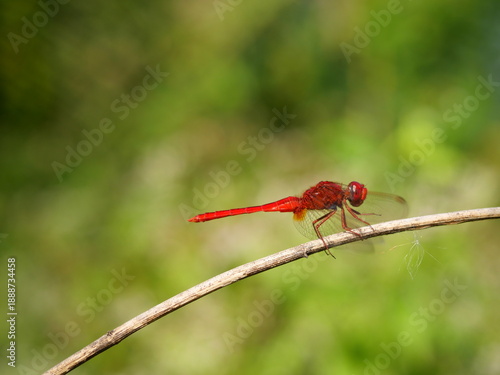 Scarlet skimmer or Crimson darter Dragonfly on a branch with natural green background