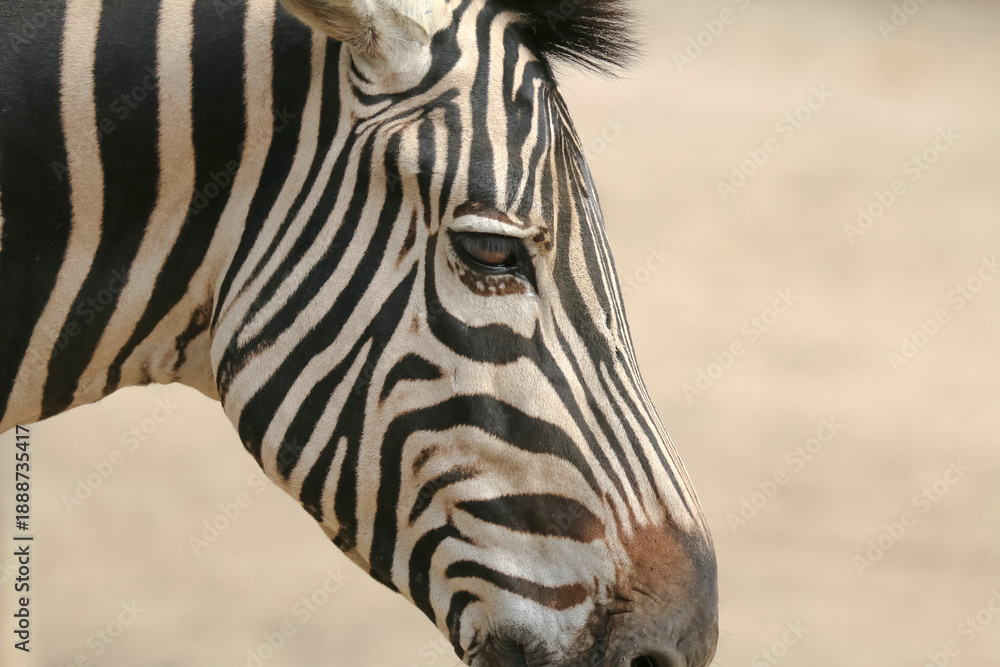 Naklejka premium Porträr des Kopfes eines Zebras, Equus quagga, Equus zebra, Grevyzebra, Equus Grevyi 