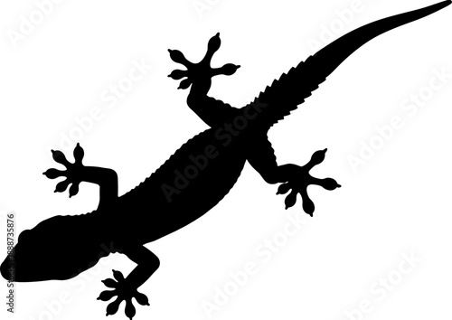 Silhouette of a gecko lizard seen from above, detailed reptile illustration for nature, wildlife, and exotic pet concepts on white background