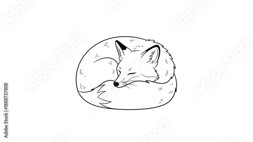 Minimalist black and white line art illustration of a wild fox curled up and sleeping peacefully on a plain white background.
