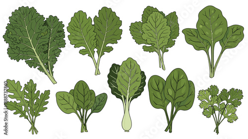 Comprehensive collection of various fresh green leafy vegetables including kale spinach arugula and cilantro on a white background.