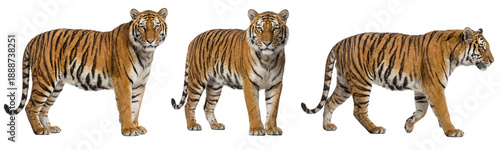 Bengal tiger isolated on transparent background