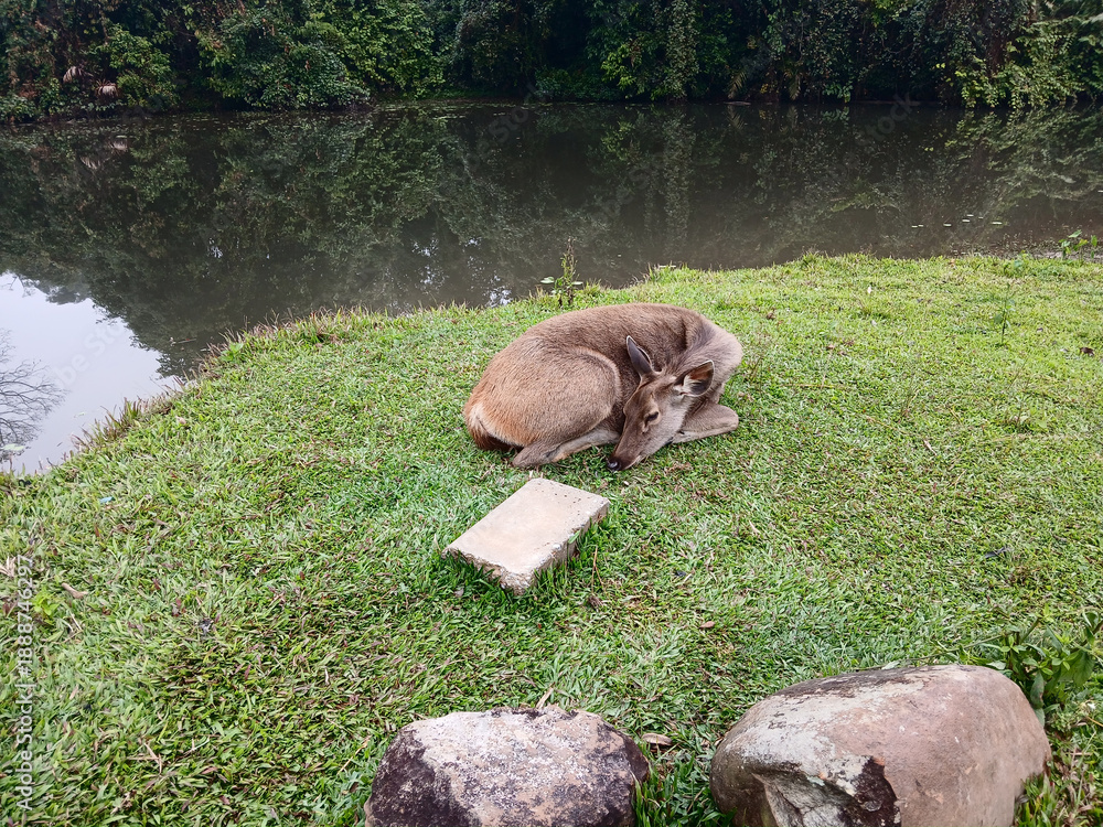 Fototapeta premium Sambar deer lying and resting on grass in tropical forest at Khao Yai National Park, Brown fur mammal and hoofed animal in World Heritage site with black water of swamp and green tree, Thailand