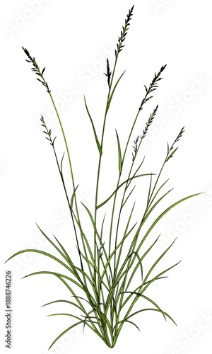 Detailed Illustration of a Bunch of Wild Grass.