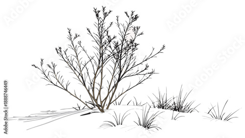 Detailed Sketch of a Desert Bush with Grass.