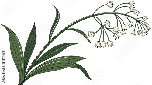 Elegant Illustration of a Flowering Plant with Delicate Blooms.