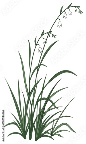 Elegant Lily of the Valley Illustration in Sumie Style.