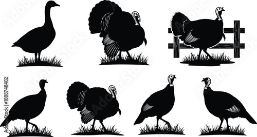 Turkey and goose silhouette vector illustration featuring multiple poses, grass backgrounds, fanned feathers, standing, walking, and outdoor wildlife scenes