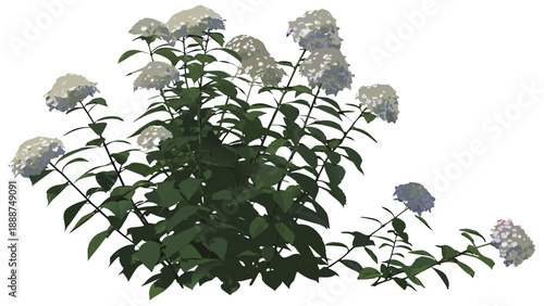 Elegant Hydrangea Paniculata Bush with White Blooms.