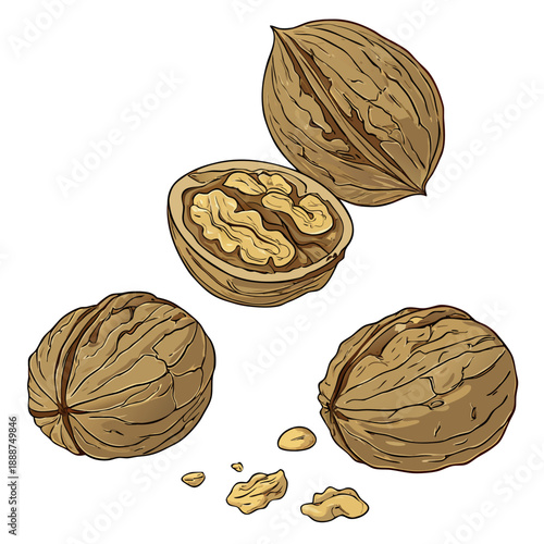 Illustration of Walnuts Whole Halved and Pieces.