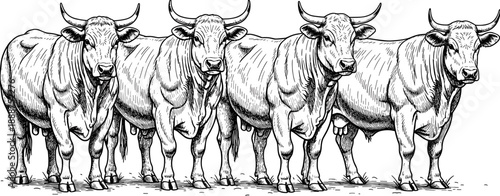 Hand drawn sketch of four Brahman bulls standing together in a row isolated on white background for cattle ranching concept