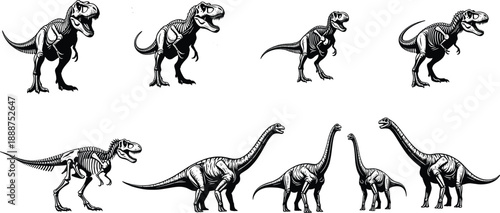 Vector illustration showing dinosaur skeletons and fleshed anatomy of Tyrannosaurus rex and Brachiosaurus, educational paleontology comparison prehistoric creatures