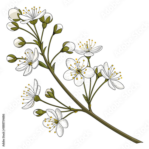 Elegant Cherry Blossom Branch Illustration with Delicate White Flowers.