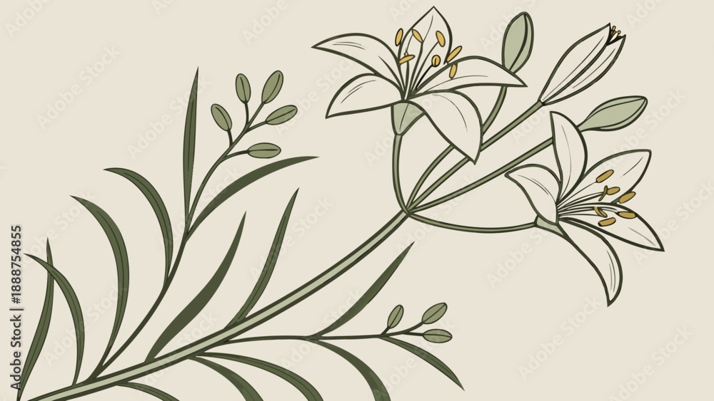 Fototapeta premium Elegant Lily Illustration A Detailed Botanical Drawing.