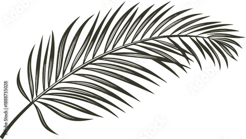 Elegant Palm Leaf Illustration Tropical Botanical Design 1.