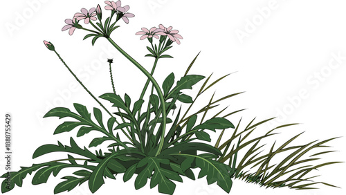Elegant Valerian Illustration A Botanical Beauty in Bloom.