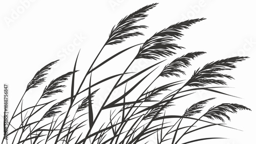Silhouette of Reeds Swaying in the Wind on White Background.