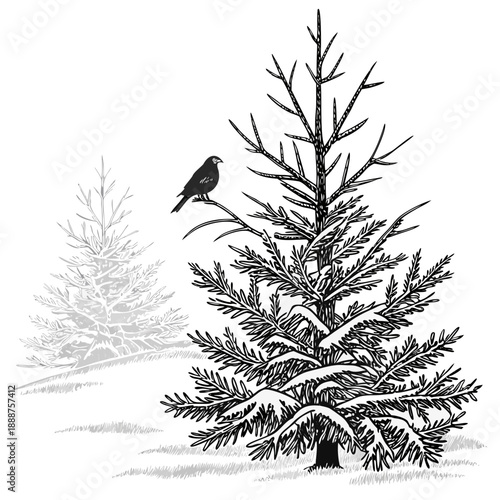 Winter Scene Blackbird Perched on a BlueTinted Evergreen Tree.