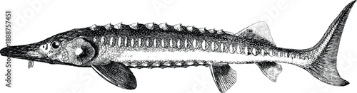 Engraving illustration of sturgeon fish. Elegant vintage engraved sturgeon fish. Sturgeon fish sketch