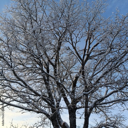 tree in winter