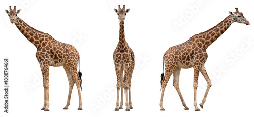 African giraffe isolated on transparent background