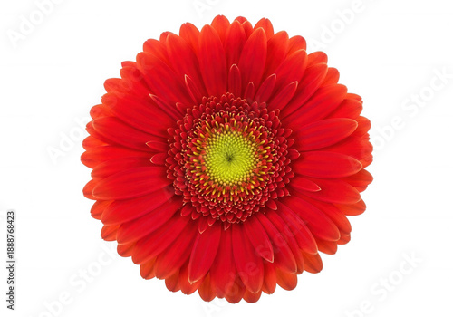 Red gerbera daisy flower close-up red flower yellow center isolated on a transparent background