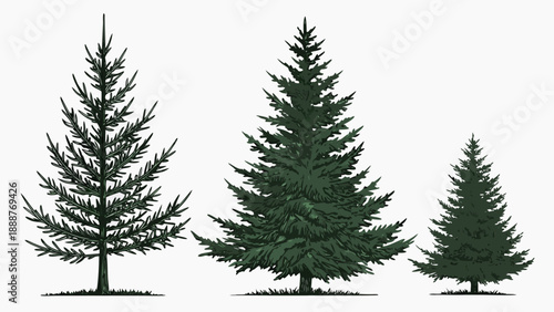 Three Evergreen Trees A Forest of Conifers.