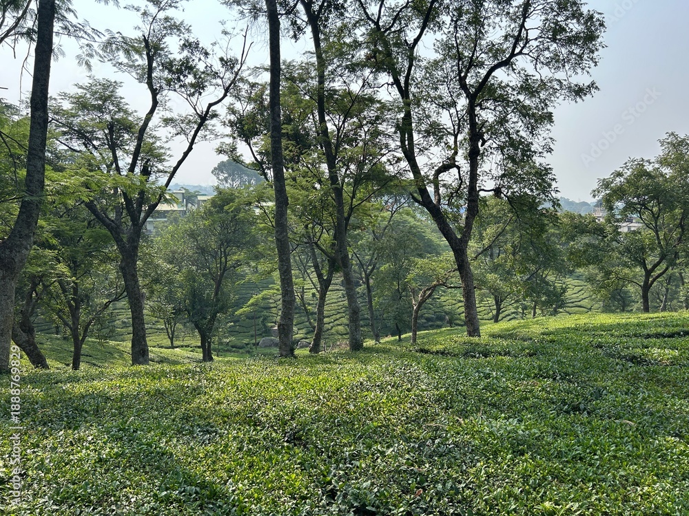 Obraz premium Palampur Himachal Pradesh: Scenic Tea Gardens, Himalayan Views, Nature Trails, Mountain Town, Peaceful Getaways, Adventure Spots & Stunning Pre-Wedding Shoot Locations