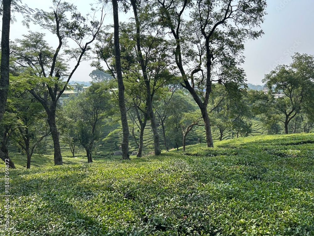 Obraz premium Palampur Himachal Pradesh: Scenic Tea Gardens, Himalayan Views, Nature Trails, Mountain Town, Peaceful Getaways, Adventure Spots & Stunning Pre-Wedding Shoot Locations
