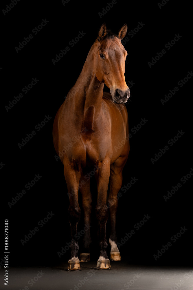 Obraz premium Beautiful bay horse on a black background
