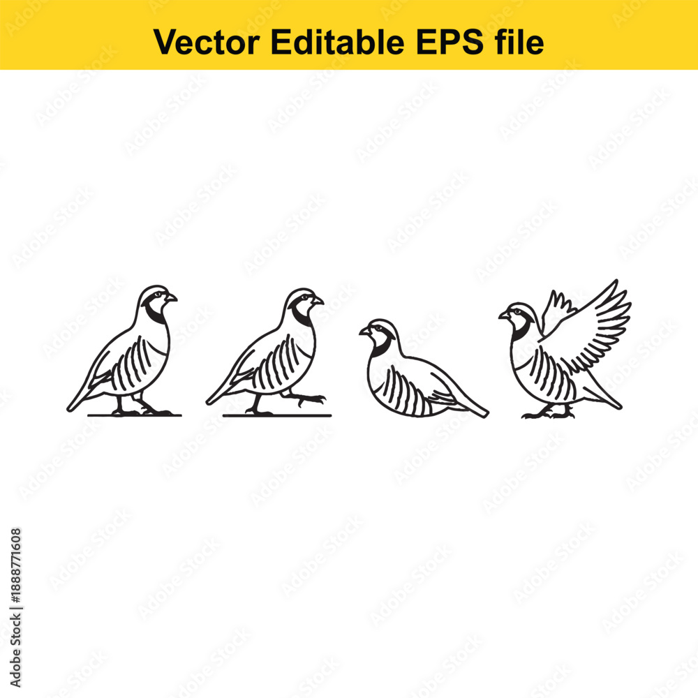 Fototapeta premium Quail birds in various poses vector editable illustration