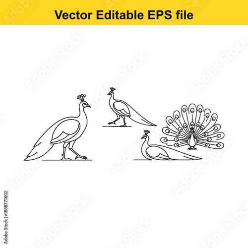  Peacock and peahen vector illustrations in black and white