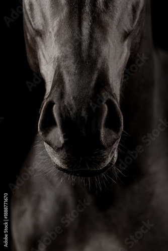 Beautiful black horse on a black background