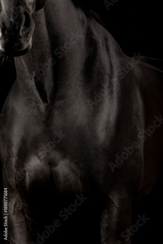 Beautiful black horse on a black background
