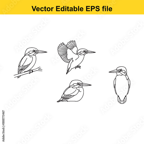  Four kingfisher birds in different poses on white background