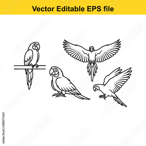  Four parrots in various poses on white background