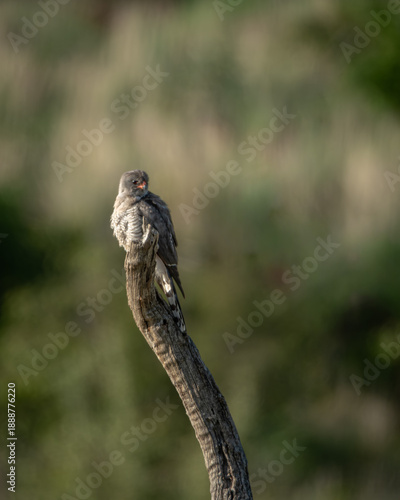 Vászonkép Common cuckoo with sleek grey plumage and barred underparts perched on a sunlit tree stump, looking out over a blurred green background