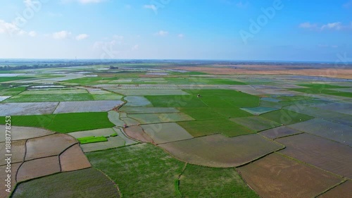 Aerial drone footage of a gigantic green and muddy endless rice field plain, in beautiful blue sky weather, in Pontang area, Serang regency, Java island, Indonesia