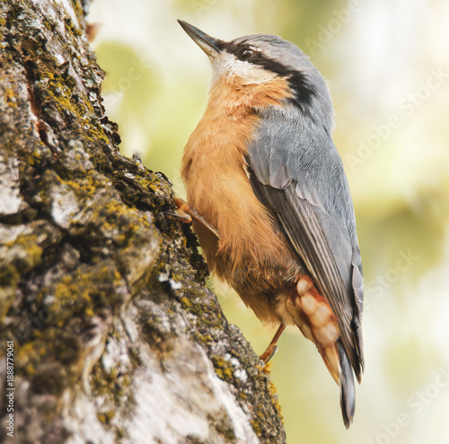 Kleiber am Baumstamm