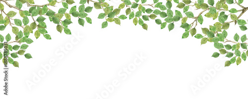 Wallpaper Mural Fresh green leaves watercolor border header with tree branches. Hand-painted spring foliage background for frame and banner.-300dpi-	 Torontodigital.ca