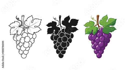 Set of three illustrations of a bunch of purple grapes with leaves outline, silhouette and full color vector graphic