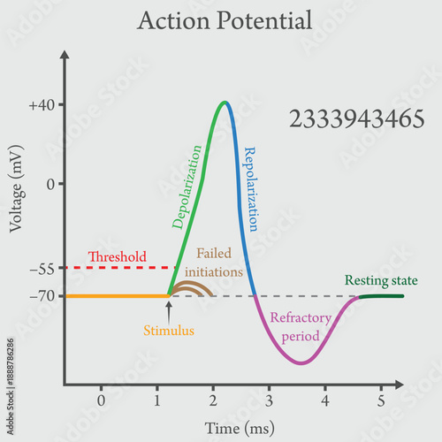 Action Potential Graph Diagram: Nerve Impulse Physiology and Neuron Electrical Signaling Vector Illustration