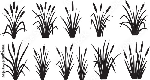 Set of cattail silhouettes on white background illustration design