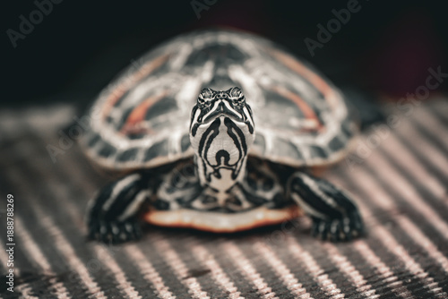portrait of a turtle on a stone