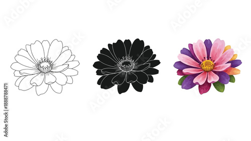 Set of three gerbera daisy flower illustrations outline drawing, black silhouette and colorful vector graphic
