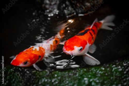 koi fish in the pond